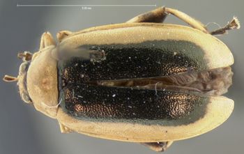 Media type: image; Entomology 18773   Aspect: habitus dorsal view